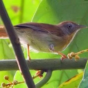 Burung Jenggot Mini