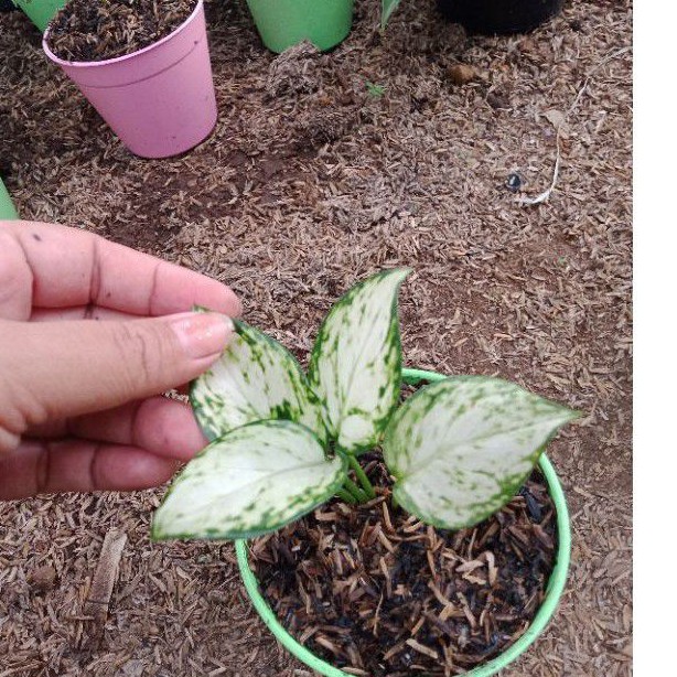 aglonema super white