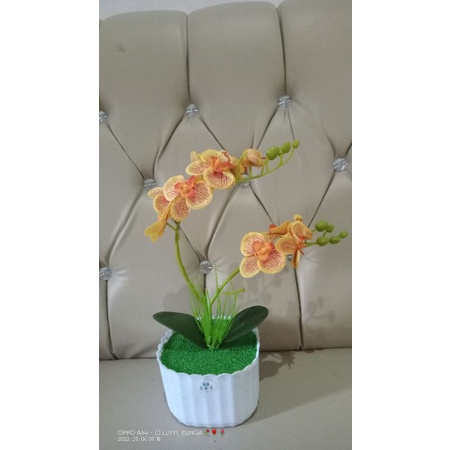 bunga anggrek murah , bunga anggrek