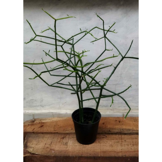 daun patah tulang