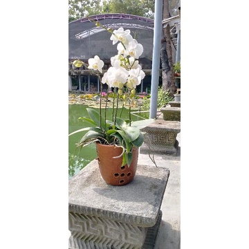 Anggrek Bulan Pradewasa