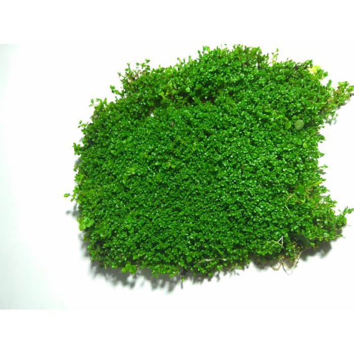 Tanaman aquascape Monte Carlo