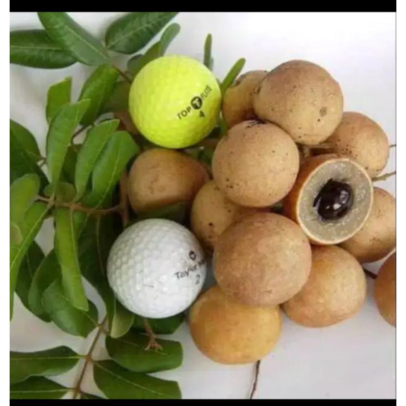 bibit klengkeng pingpong super