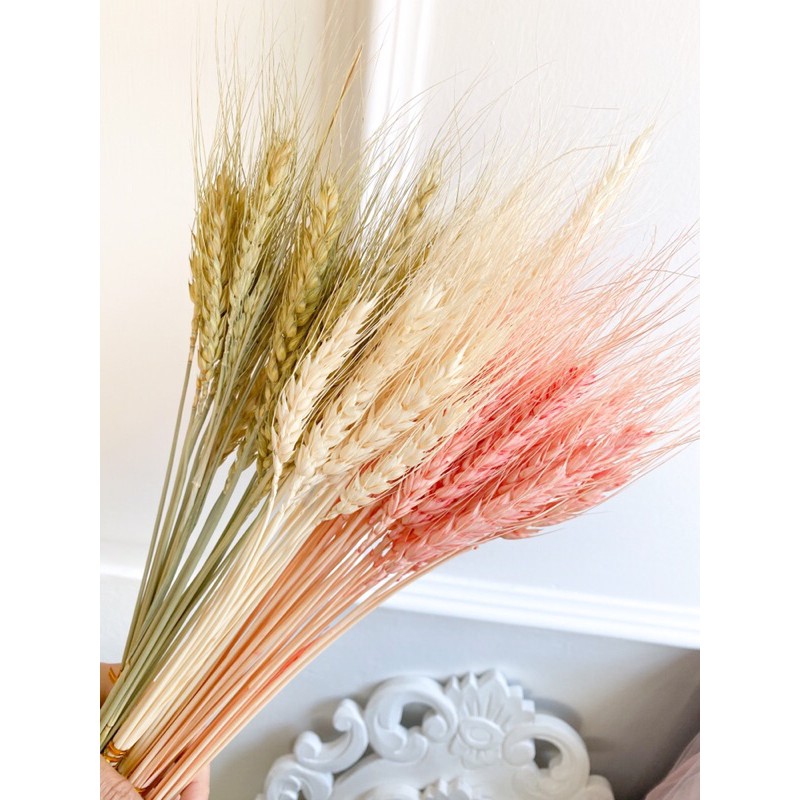 Preserved Wheat Coloured / Gandum