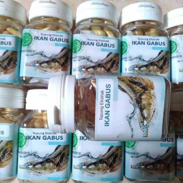 Kapsul ikan gabus