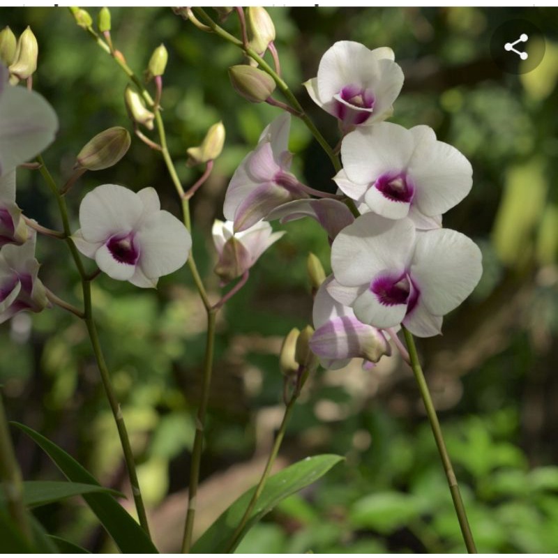 dendrobium Thailand glory pradewasa