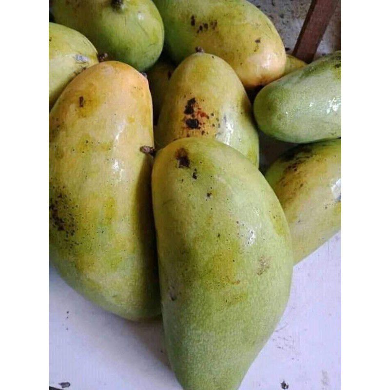 Bibit mangga golek