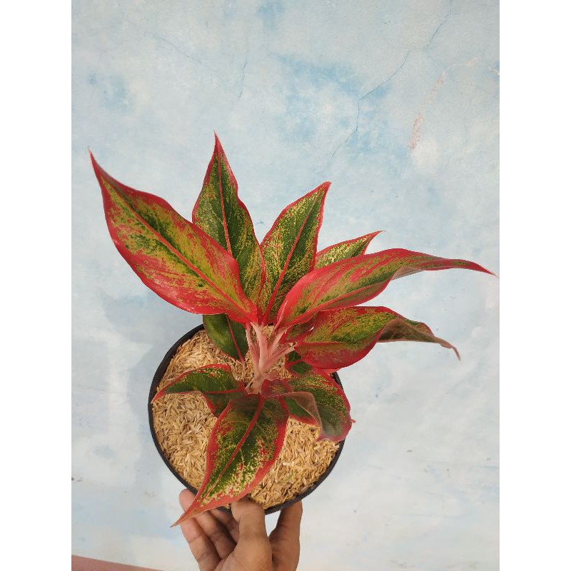 aglonema lipstik red