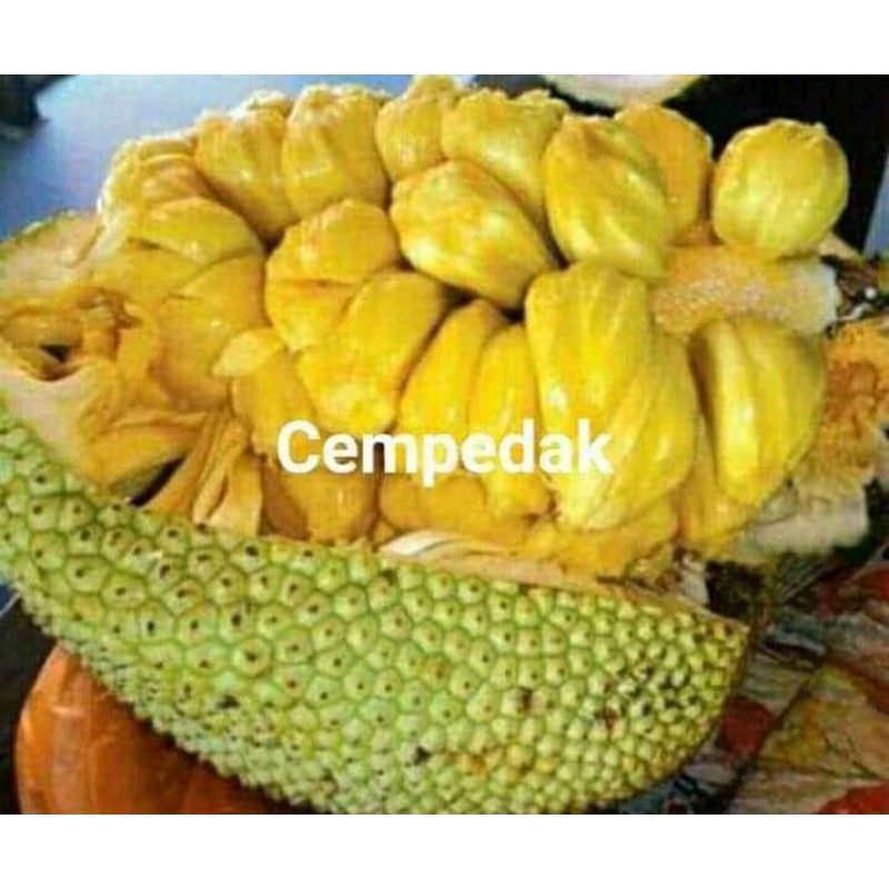 bibit cempedak