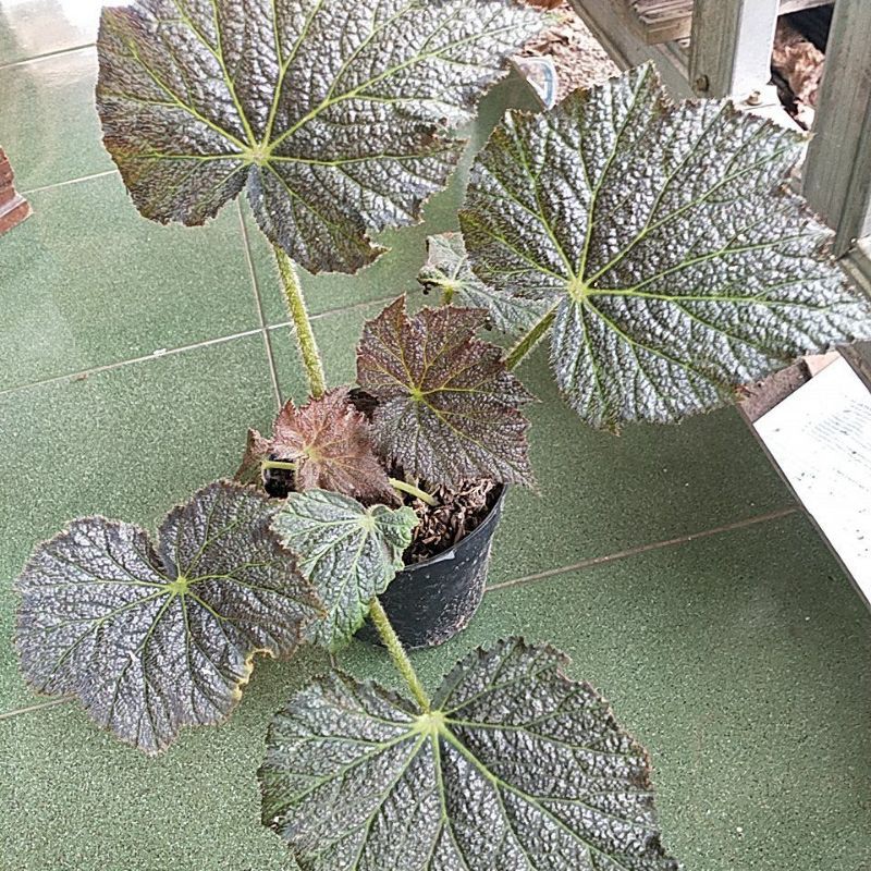 begonia bintang bludru