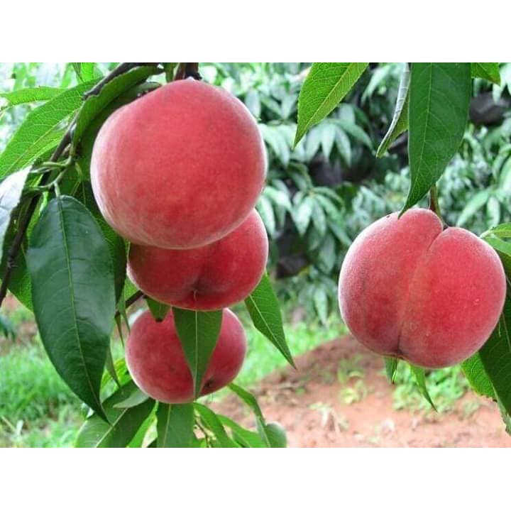 Bibit persik atau peach