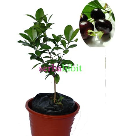 Grumichama Cherry / Black Pitomba
