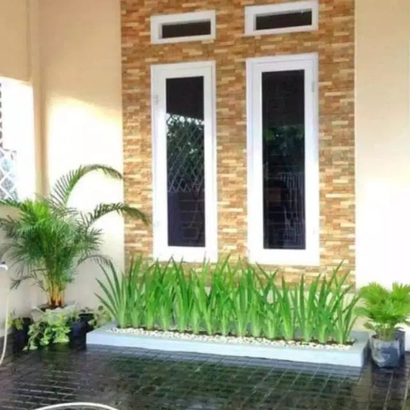 Tanaman Hias Aris Liris Bunga Kuning