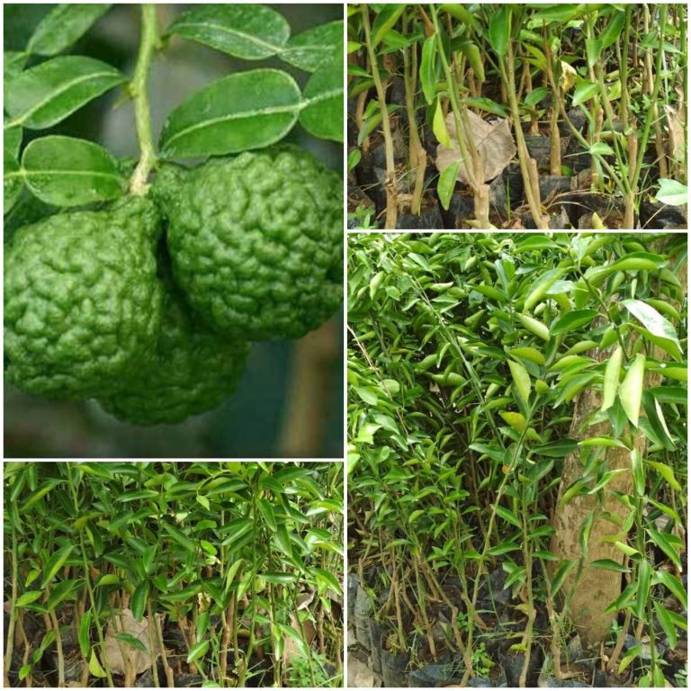 Bibit Jeruk Kolomonde