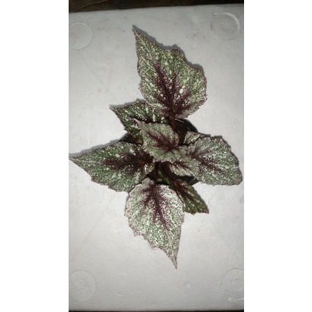 Begonia