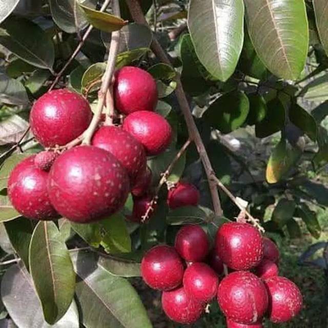 bibit kelengkeng merah cepat bunga