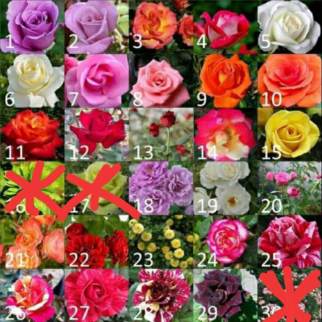Paket mix 10 bunga mawar (random)