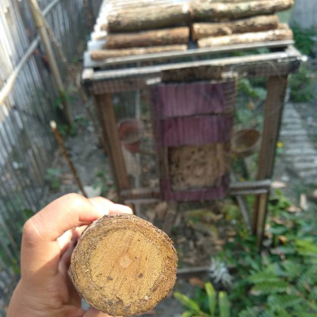 Bajakah pembunuh kanker