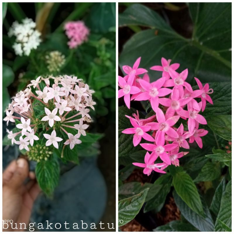 Tanaman Hias Pentas