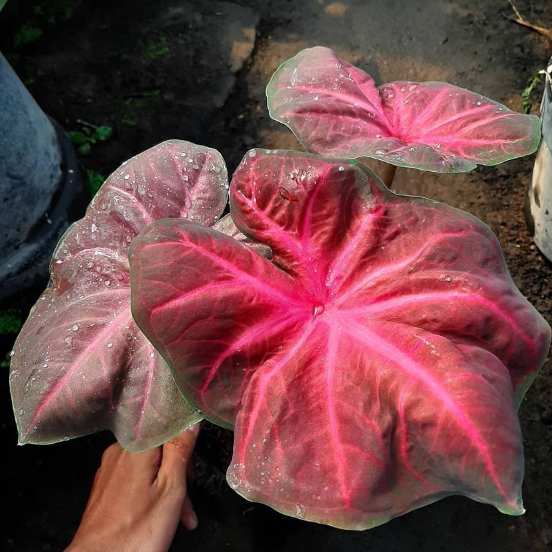 bonggol keladi pathalung