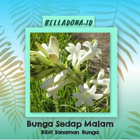 Bibit Tanaman Bunga Sedap Malam