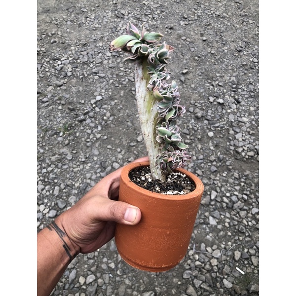 plant for ka Ricky
