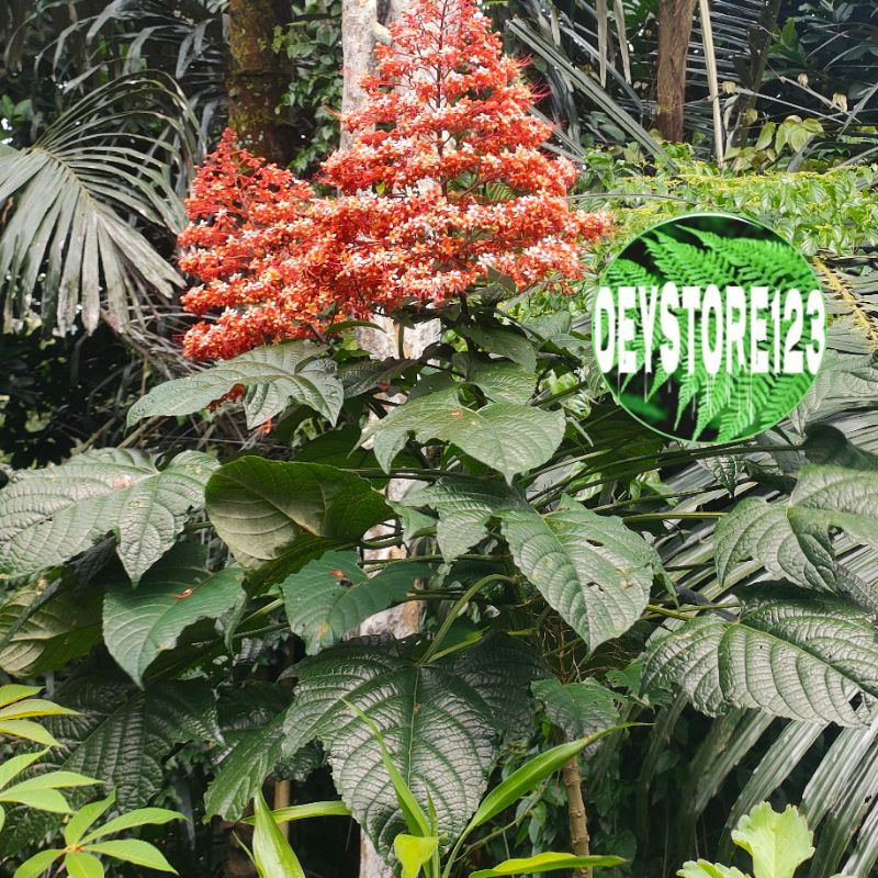 Daun Bunga Pagoda segar 500 Gr