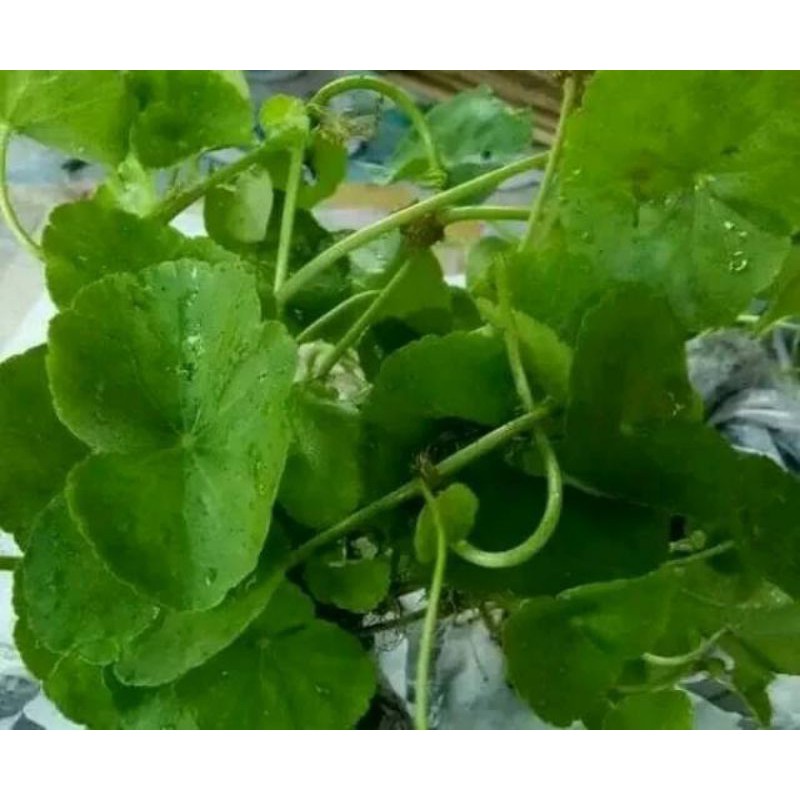Daun antanan /daun pegagan segar 250grm