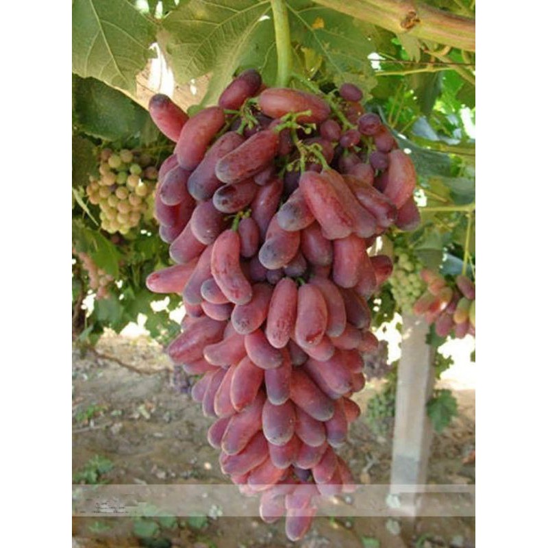 bibit anggur import red husein