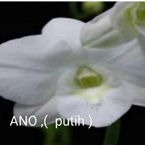 anggrek alo