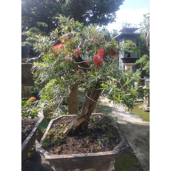 Bonsai Sikat Botol Langka