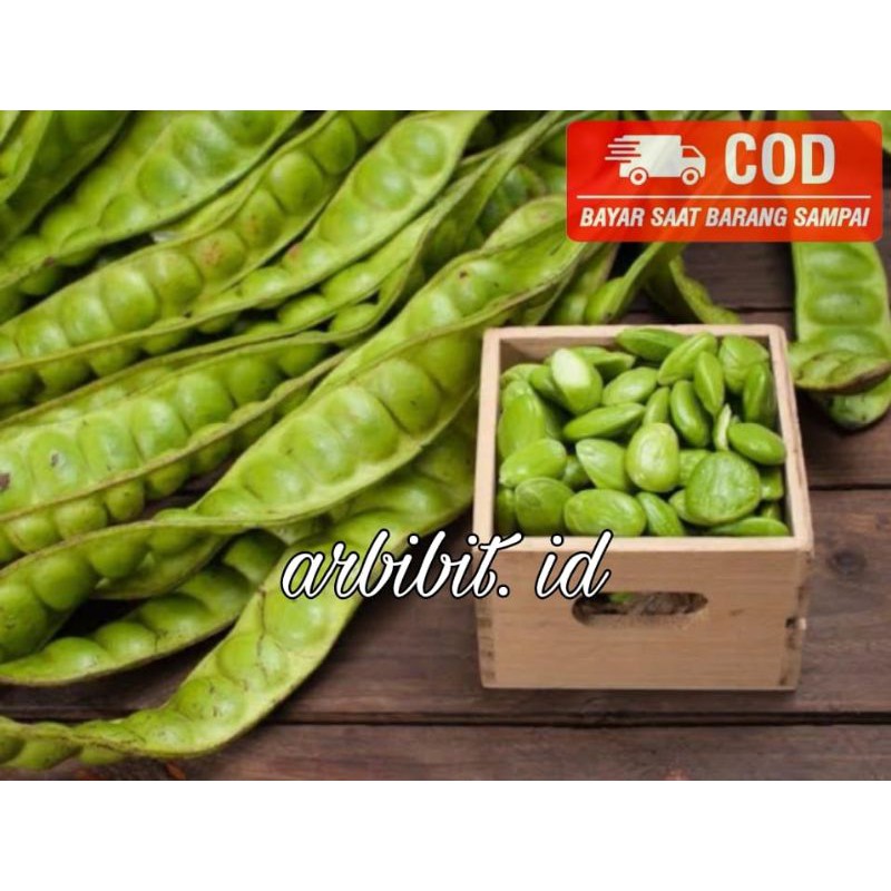 Bibit tanaman pete jumbo