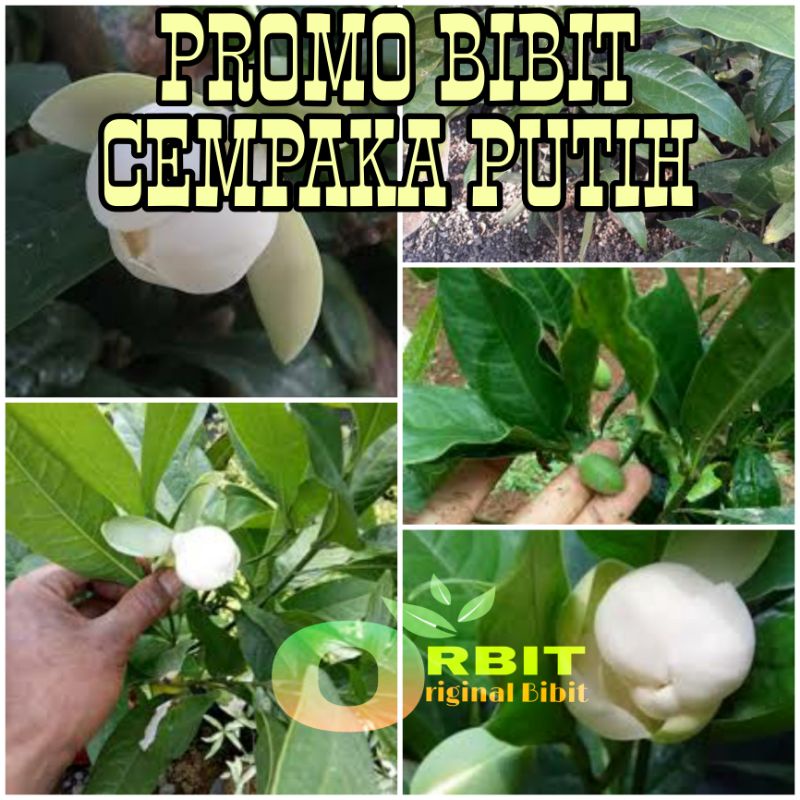 PROMO BIBIT CEMPAKA PUTIH SIAP BERBUNGA