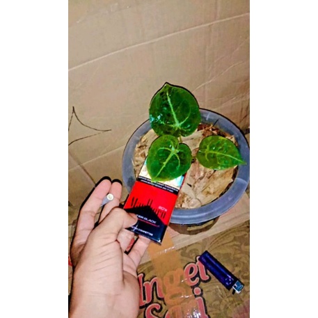 ANTHURIUM DESLERY REMAJA