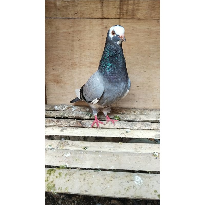 Merpati