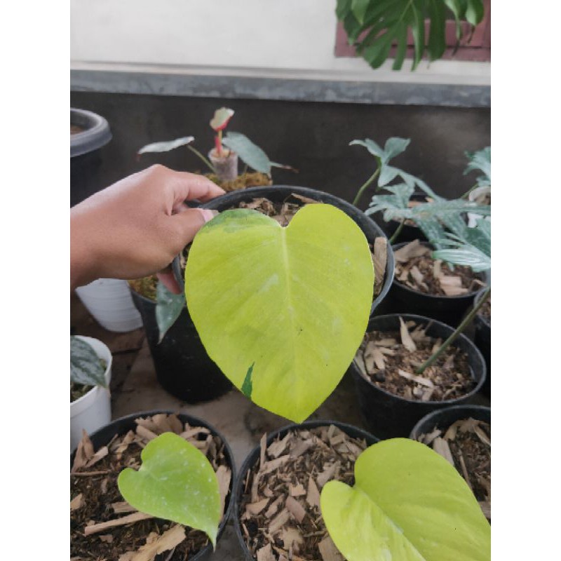 philodendron neon variegata