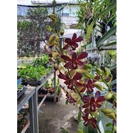 anggrek dendrobium sampran brown dewasa