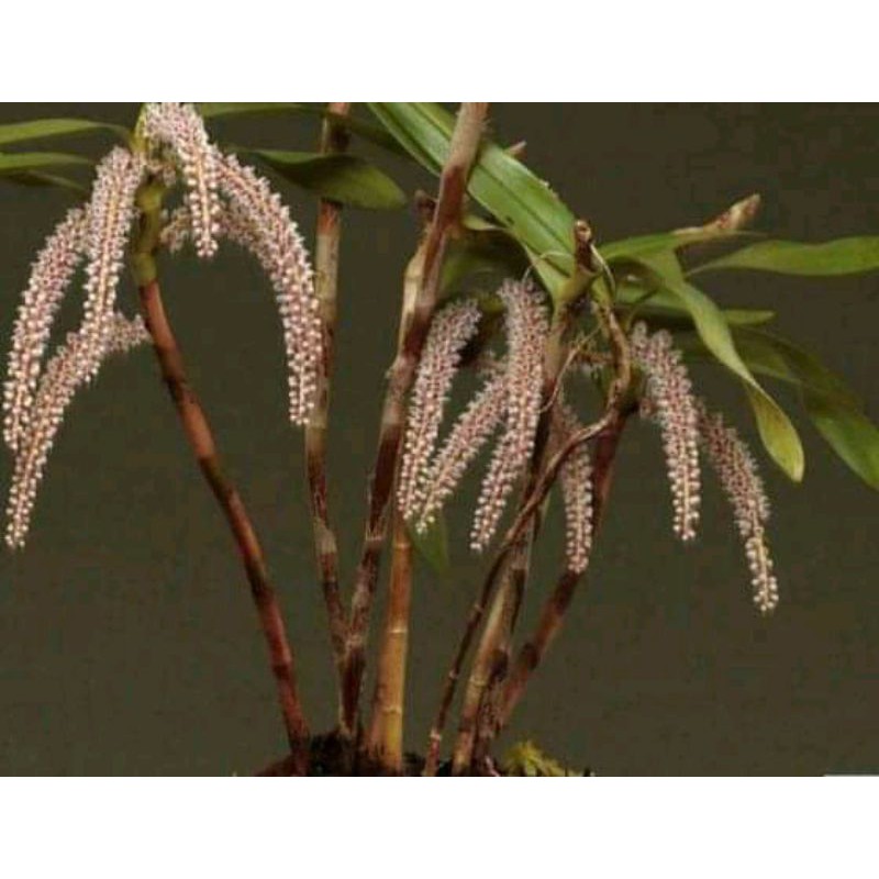 New Cod Eria Multiflora