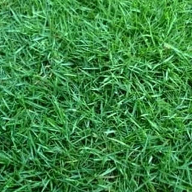 Rumput Jepang/peking