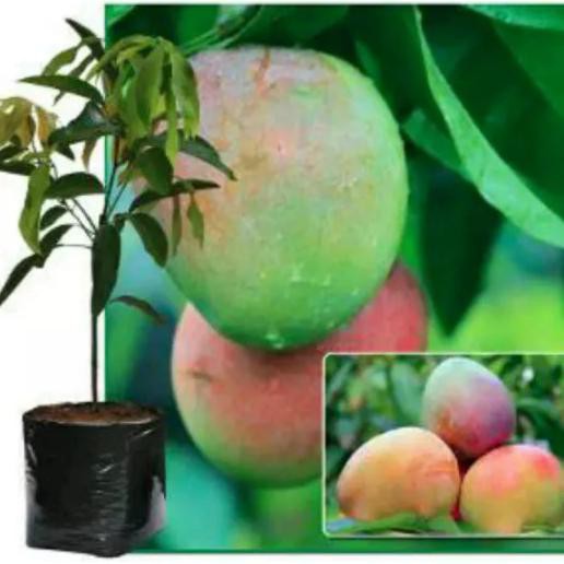 Bibit Mangga Agrimania
