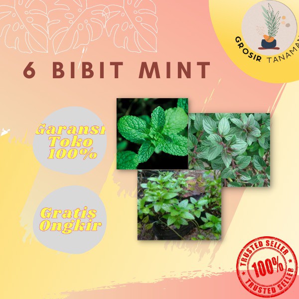 Paket 6 Bibit Mint 2 Choco Mint, 2 Spearmint, 2 Pappermint
