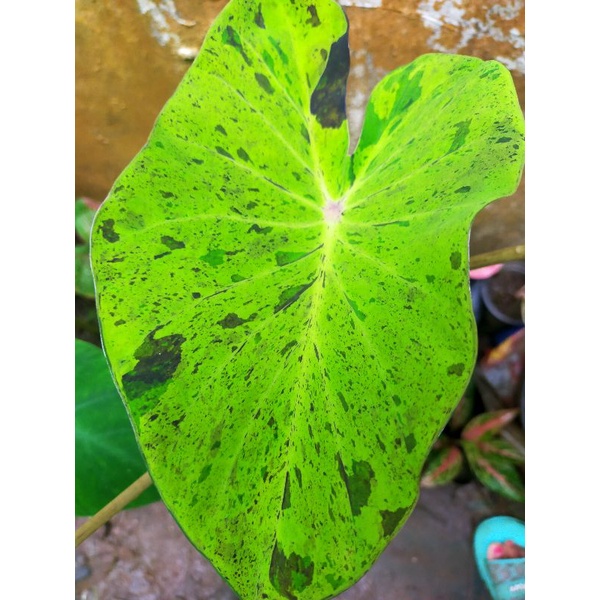 colocasia mojito