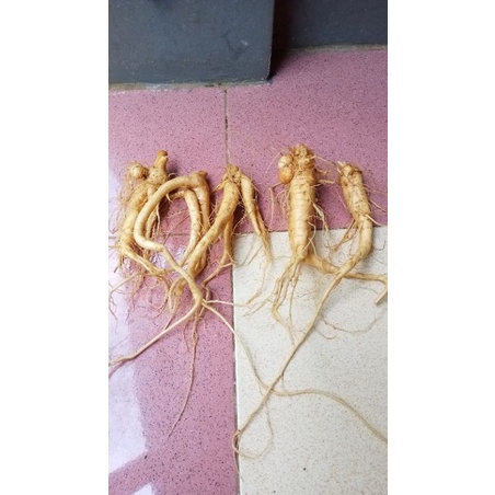 ginseng