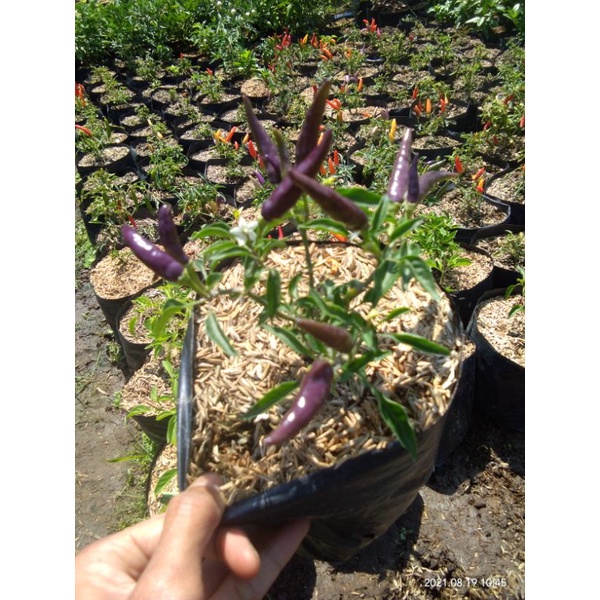 Bibit cabe pelangi