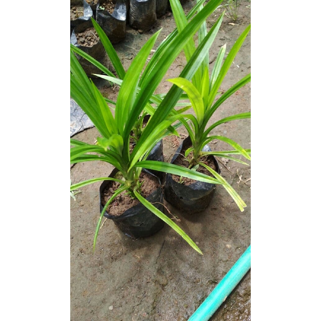 Bibit Pandan Wangi