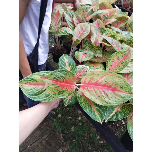 aglonema andini