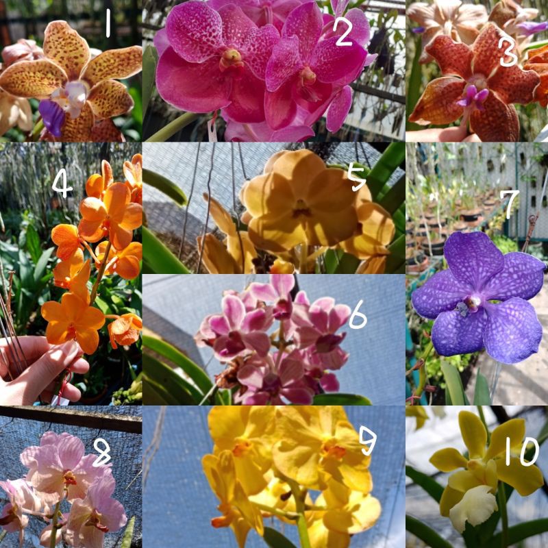 Seedling vanda hybrid