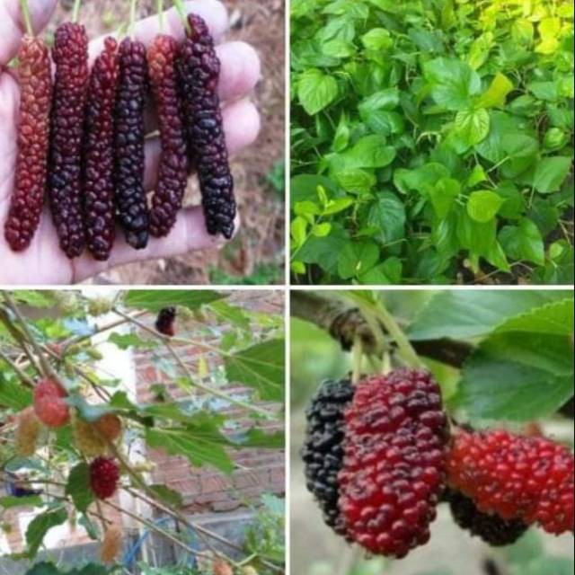 Paket 2 longmurbay dan 2 murbay