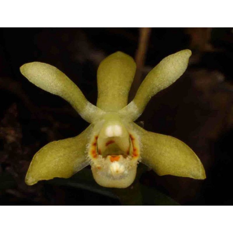 thrixspermum angustatum