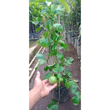Bibit Buah siuh/markisa local